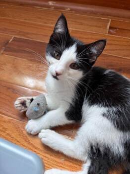 Mira -  American Shorthair Cat for Adoption in Hagaman, New York - Mira | PetCurious