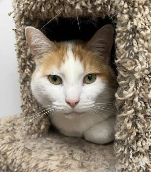 Domestic Short Hair Cats Available for Adoption - Scarlott (Must Go With Emily) | PetCurious