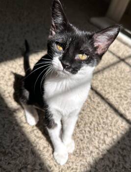 Pogo -  Domestic Short Hair Cat for Adoption in Nashville, Tennessee - Pogo | PetCurious