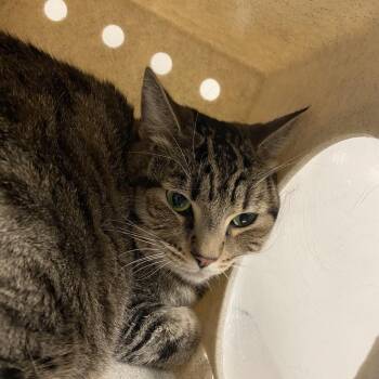 Oscar -  Domestic Short Hair Cat for Adoption in Reno, Nevada - Oscar | PetCurious