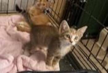 Heidi -  Dilute Tortoiseshell Cat for Adoption in Greensboro, North Carolina - Heidi | PetCurious