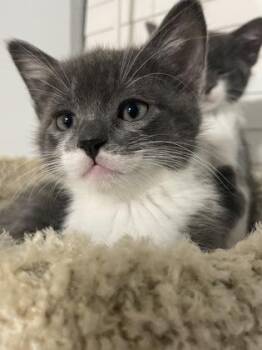 Domestic Short Hair Cats Available for Adoption in Fort Worth, Texas - Lavender | PetCurious