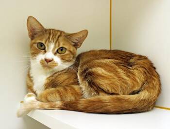 Nyla -  Domestic Short Hair Cat for Adoption in Mansfield, Massachusetts - Nyla | PetCurious