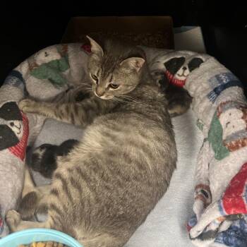 Domestic Short Hair Cats Available for Adoption in Spokane, Washington - Dusty | PetCurious