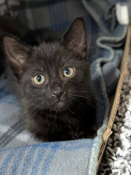 Toast -  Domestic Short Hair Cat for Adoption in Tilton, Illinois - Toast | PetCurious