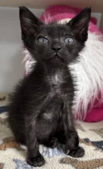 Sir Fluffigus 1044-26 -  Domestic Short Hair Cat for Adoption in Cumming, Georgia - Sir Fluffigus 1044-26 | PetCurious
