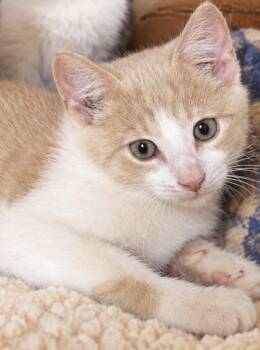 Sunny -  Domestic Short Hair Cat for Adoption in Sistersville, West Virginia - Sunny | PetCurious