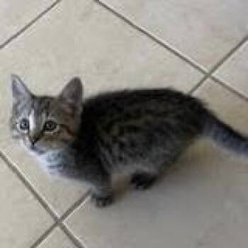 Tabby and Domestic Short Hair Cats Available for Adoption in Knoxville, Tennessee - Stumble | PetCurious