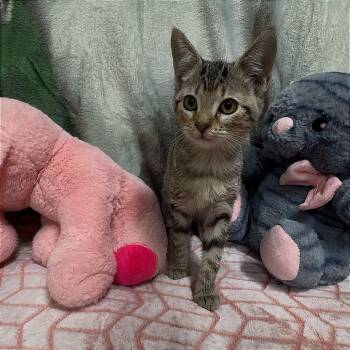 Moth -  Domestic Short Hair Cat for Adoption in Riverwoods, Illinois - Moth | PetCurious