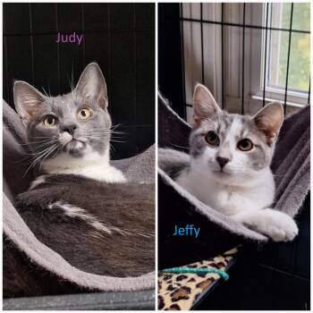 Rescue Domestic Short Hair Cats for Adoption in Butler, Pennsylvania - Judy+Jeffy (bonded Pair) | PetCurious