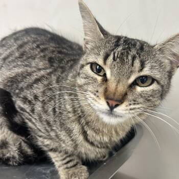 Domestic Short Hair Cats Available for Adoption in West Point, Mississippi - Stella | PetCurious