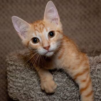 Gannon -  Domestic Short Hair Cat for Adoption in Santa Fe, Texas - Gannon | PetCurious