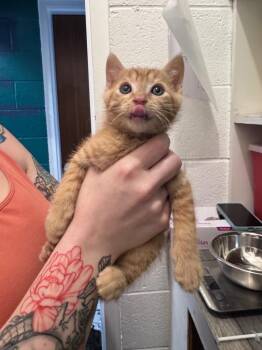 Rhudy -  Domestic Short Hair Cat Available for Adoption in Johnson City, Tennessee - Rhudy | PetCurious