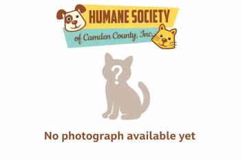 Gizmo -  Domestic Short Hair Cat for Adoption in Kingsland, Georgia - Gizmo | PetCurious
