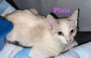 Rescue Siamese Cats for Adoption - Pixie | PetCurious