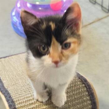 Fionna -  Domestic Short Hair Cat for Adoption in Traverse City, Michigan - Fionna | PetCurious