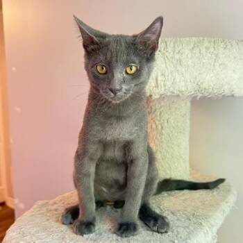 Aladdin -  Domestic Short Hair Cat for Adoption in Hudsonville, Michigan - Aladdin | PetCurious