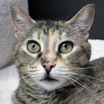 Domestic Short Hair Cats Available for Adoption in Crystal Lake, Illinois - Faye | PetCurious