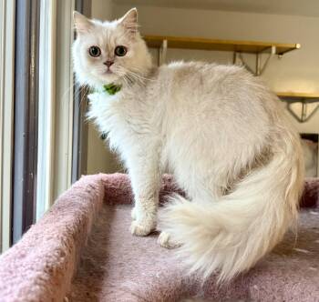Rescue Persian and Domestic Long Hair Cats for Adoption in Woodbridge, Virginia - Handsome Sweet Horus From Egypt | PetCurious