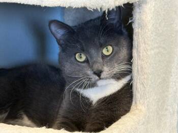 Domestic Short Hair Cats Available for Adoption - Asher | PetCurious