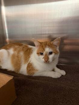 Domestic Short Hair Cats Available for Adoption - Nacho | PetCurious