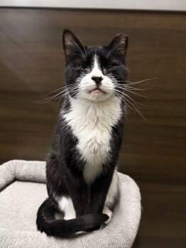 Domestic Short Hair Cats Available for Adoption - Chance | PetCurious