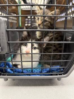 BUTTERMILK CORNBREAD -  Domestic Short Hair Cat for Adoption in Omaha, Nebraska - BUTTERMILK CORNBREAD | PetCurious