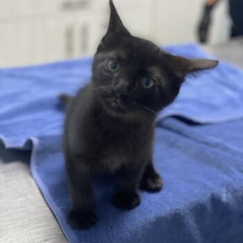 Needoh -  Domestic Short Hair Cat for Adoption in Riverside, California - Needoh | PetCurious