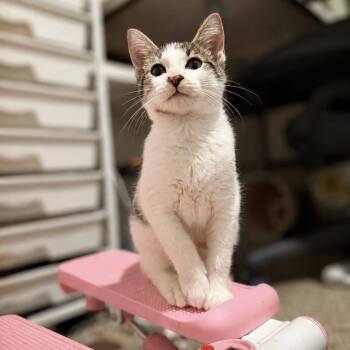 Mochi -  Domestic Short Hair Cat for Adoption in Liverpool, Texas - Mochi | PetCurious