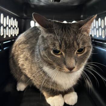 Domestic Short Hair Cats Available for Adoption - Thoreau | PetCurious