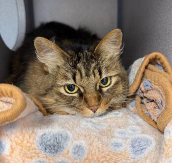 Rescue Domestic Long Hair Cats for Adoption in Gardnerville, Nevada - Ziggy | PetCurious