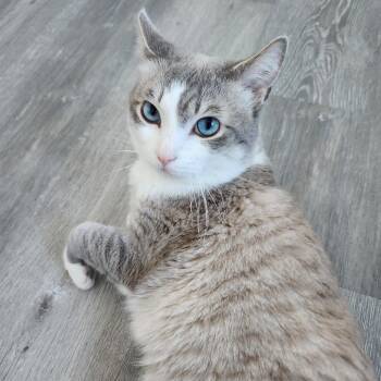 Tokyo -  Domestic Short Hair Cat Available for Adoption in Talent, Oregon - Tokyo | PetCurious