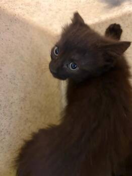 Domestic Short Hair Cats Available for Adoption in Riverside, California - PARIS | PetCurious