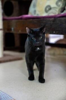 Bunny -  Domestic Short Hair Cat for Adoption in Morgantown, West Virginia - Bunny | PetCurious