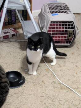 Rescue Domestic Short Hair Cats for Adoption - Enya | PetCurious