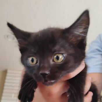 Twinkie -  Domestic Short Hair Cat for Adoption in Grantsville, Utah - Twinkie | PetCurious