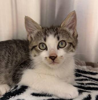 Gracie -  Domestic Short Hair Cat for Adoption in Yankton, South Dakota - Gracie | PetCurious