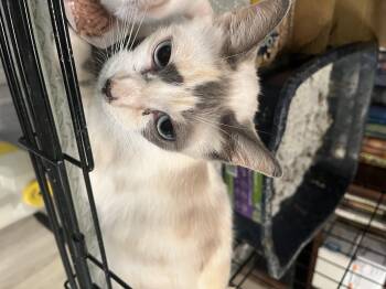 Rescue Siamese and Domestic Short Hair Cats for Adoption in Pendleton, Oregon - Melody | PetCurious
