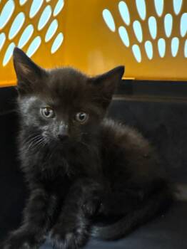 Midnight -  Domestic Short Hair Cat for Adoption in Bloomington, Indiana - Midnight | PetCurious