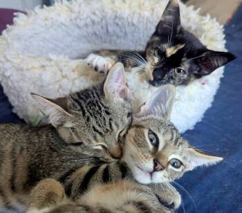 Simone -  Domestic Short Hair Cat for Adoption in Hampton, Virginia - Simone | PetCurious