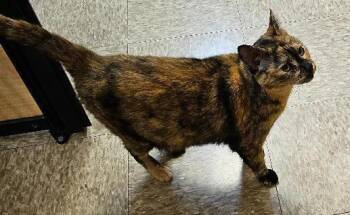 Pixel -  Tortoiseshell Cat for Adoption in Tulsa, Oklahoma - Pixel | PetCurious