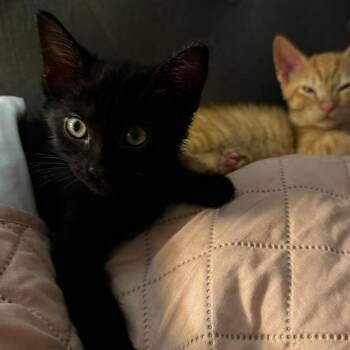 Professor Plum -  Domestic Short Hair Cat for Adoption in Evanston, Illinois - Professor Plum | PetCurious