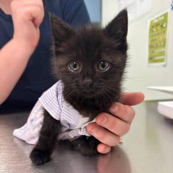 Honey -  Domestic Short Hair Cat Available for Adoption in Charleston, West Virginia - Honey | PetCurious