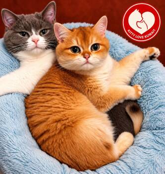 Simba and Luna -  British Shorthair Cat for Adoption in Snow Hill, Maryland - Simba And Luna | PetCurious