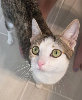 Domestic Short Hair Cats Available for Adoption in Pittsboro, North Carolina - Cupcake | PetCurious