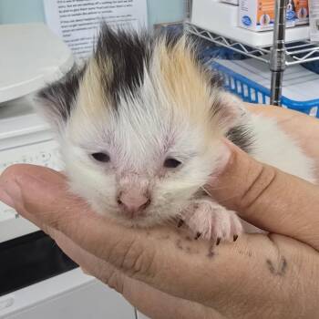 Sassy -  Domestic Medium Hair Cat for Adoption in Marble, North Carolina - Sassy | PetCurious