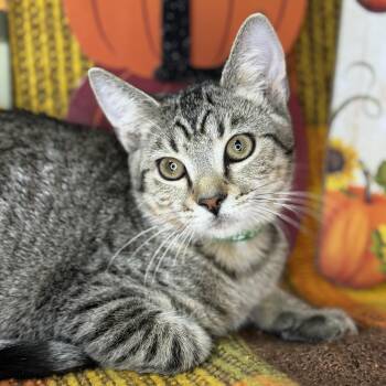 Rescue Egyptian Mau and Tabby Cats for Adoption in Mount Vernon, Illinois - Flint | PetCurious
