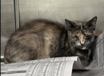 Domestic Short Hair Cats Available for Adoption in West Chester, Pennsylvania - Savannah Bananas | PetCurious
