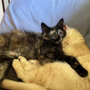 Matilda -  Domestic Long Hair Cat for Adoption in Springfield, Oregon - Matilda | PetCurious