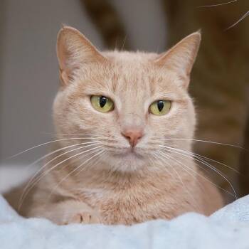 Peaches -  Domestic Short Hair Cat for Adoption in Los Angeles, California - Peaches | PetCurious